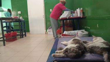 Para aprovechar: el quirófano de mascotas llegarán a cuatro barrios capitalinos