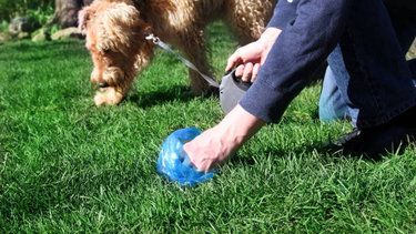 Las vecinos de Rivadavia tendrán que levantar los excrementos que sus mascotas depositen en la vía pública.