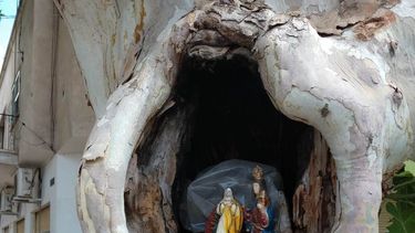 El rinconcito popular de la fe que descansa en un árbol capitalino
