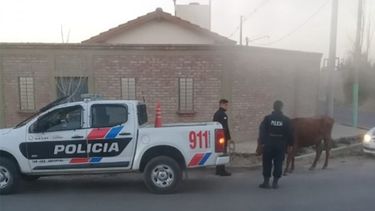 La vaca loca: andaba sola, caminando por un barrio de Rivadavia