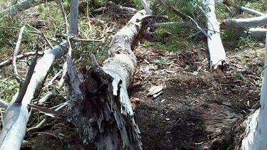Los viñedos y melones en Sarmiento, muy afectados por las lluvias