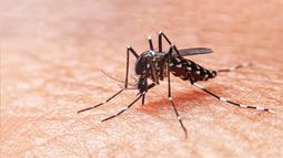 Detectan una variante americana del mosquito del dengue tras analizar más de 1.200 genomas