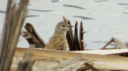 Las lluvias revivieron las lagunas del Parque Presidente Sarmiento y con ellas regresaron aves que no aparecían hace años. Fotos: Cristián Piedrahita, encargado del Parque. Las lluvias revivieron las lagunas del Parque Presidente Sarmiento y con ellas regresaron aves que no aparecían hace años. Fotos: Cristián Piedrahita, encargado del Parque.