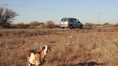 Control de ganado: licitan el alambrado de la ruta nacional 141