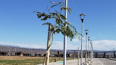 Forestaron el Complejo Ferial de Chimbas: mirá las imágenes