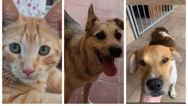 Estos son los perritos y gatitos que buscan un hogar en San Juan