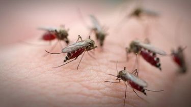 Invasión de mosquitos en San Juan: a qué se debe y dónde están los mayores focos