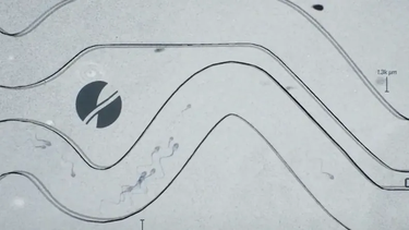 En Estados Unidos se celebró la primera carrera de espermatozoides