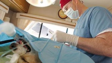 Todo febrero Ambiente esterilizará mascotas en el barrio Kennedy