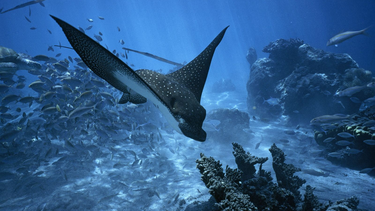 El océano en imágenes: Las impactantes fotos premiadas por la ONU