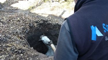 El feliz rescate de un caballo en Pocito