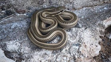 Encontró una víbora en Carpitería