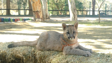 El cronograma de actividades en San Juan por el Día del Animal.