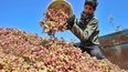 Cosecha de pistachos en Irán, el segundo productor mundial. El país está convulsionado por peleas internas y abre oportunidades a exportaciones sanjuaninas.&nbsp;