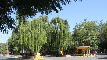 La esquina del sauce
