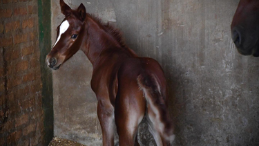 El potrillo de la Policía de San Juan ya tiene nombre, es Apolo.