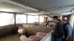 Entregaron cerdas-madre a productores de Rawson y Pocito