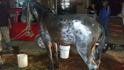 El peor final: tendrán que sacrificar el caballo quemado en un incendio