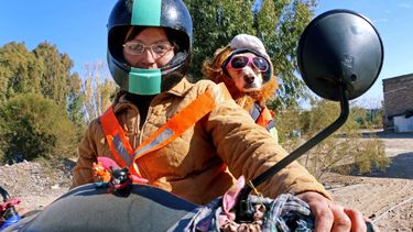 La increíble historia del hada madrina de los perros