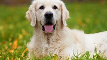 Cronograma de actividades en la Semana del animal