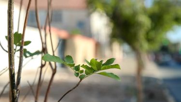 Tres espacios verdes de Capital sumaron nuevos árboles exóticos y nativos