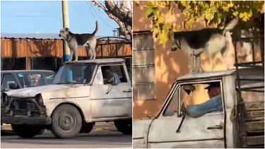 Video: en San Juan filmaron a un perro viajando arriba del techo de una camioneta