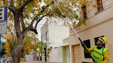 Desde la Municipalidad de la Capital dieron a conocer el cronograma de poda en las calles del microcentro.