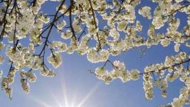 Llegó la primavera
