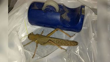 Susto en Caucete: apareció una langosta gigante