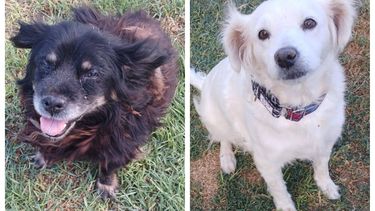 Cuál es el estado de salud de los perritos rescatados en San Martín que eran abusados por su dueño