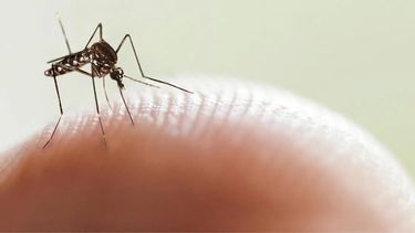 Preocupación en San Juan por el dengue: crecieron un 250% en dos días los casos autóctonos