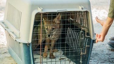En el Día del Animal, liberaron a una zorra en la Reserva Natural El Desempeño
