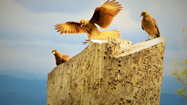 Radiografía del Parque Sarmiento: la curiosa cantidad de aves que lo habitan y los planes para atraer más
