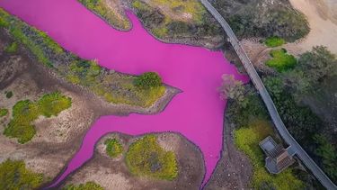 Los resultados preliminares descartan algas tóxicas en este refugio de Hawaii y apuntan a organismos salinos en espera de confirmación por ADN (@Traviskeahi_photo).