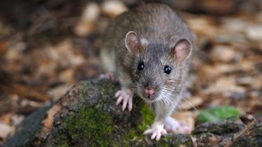 Ratas y pericotes preocupan a la población de Alto Calingasta