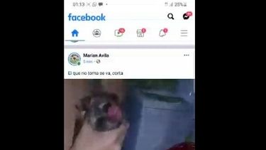 Indignación y revuelo en las redes por un video en el que emborrachan a un perrito
