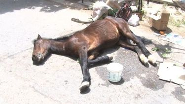 Secretario de Ambiente: “El maltrato animal se denuncia en la comisaría más cercana”