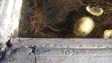 Denuncian agua estancada y larvas de mosquito en la Terminal