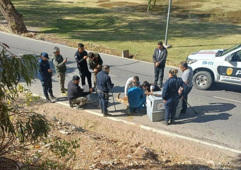 El rescate del puma que apareció este miércoles en Rivadavia demandó un importante operativo. El animal se encuentra en avanzado estado de deshidratación. Fotos: Secretaría de Ambiente