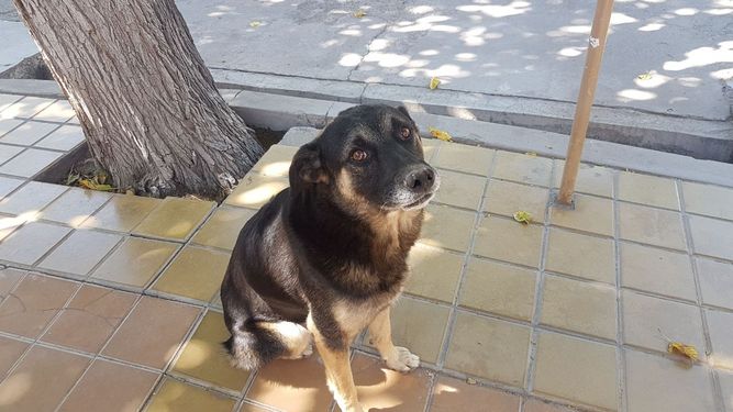 Un auto le pasó por encima de las patas al perro más querido de un barrio