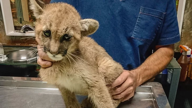 Rescatan a una puma bebé que quedó atrapada en una pileta en Pedernal