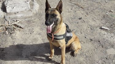 Atención: se perdió Astrid la perra heroína de San Juan que ayudó en la búsqueda de Guadalupe en San Luis