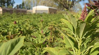 La quinoa, el cultivo de los aborígenes que habitaron a Iglesia, pereció durante más de 2.000 años y volvió a crecer.