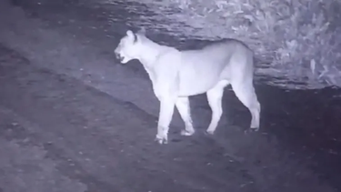 Agentes de la Secretaría de Ambiente hallaron huellas del puma y confirmaron su presencia en la localidad de Villa Iglesia. Imagen ilustrativa.