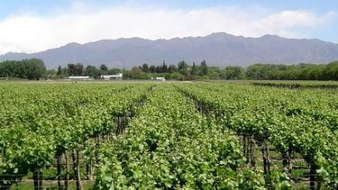 Ruta del Vino y del Olivo, para la Semana Santa