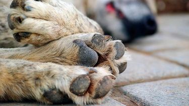 ¡Atrocidades en Capital!: vecinos denunciaron que envenenaron a 30 animales