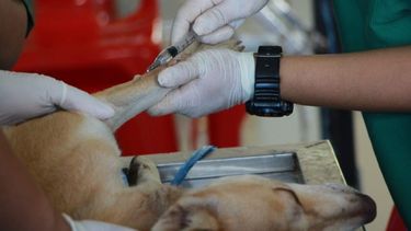 ¿Vivís en Rivadavia?, llega el quirófano de esterilización de mascotas y ésto tenés que hacer