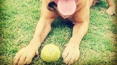 Les robaron el perro, piden ayuda y ofrecen recompensa