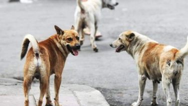 Por ataque de perros, 3 niñas y una señora terminaron en el hospital en un día