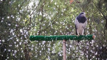 El backstage del Faunístico